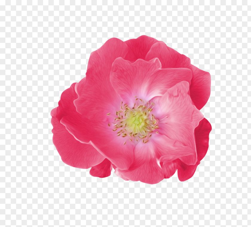 Pink Family Perennial Plant Flower Cartoon PNG