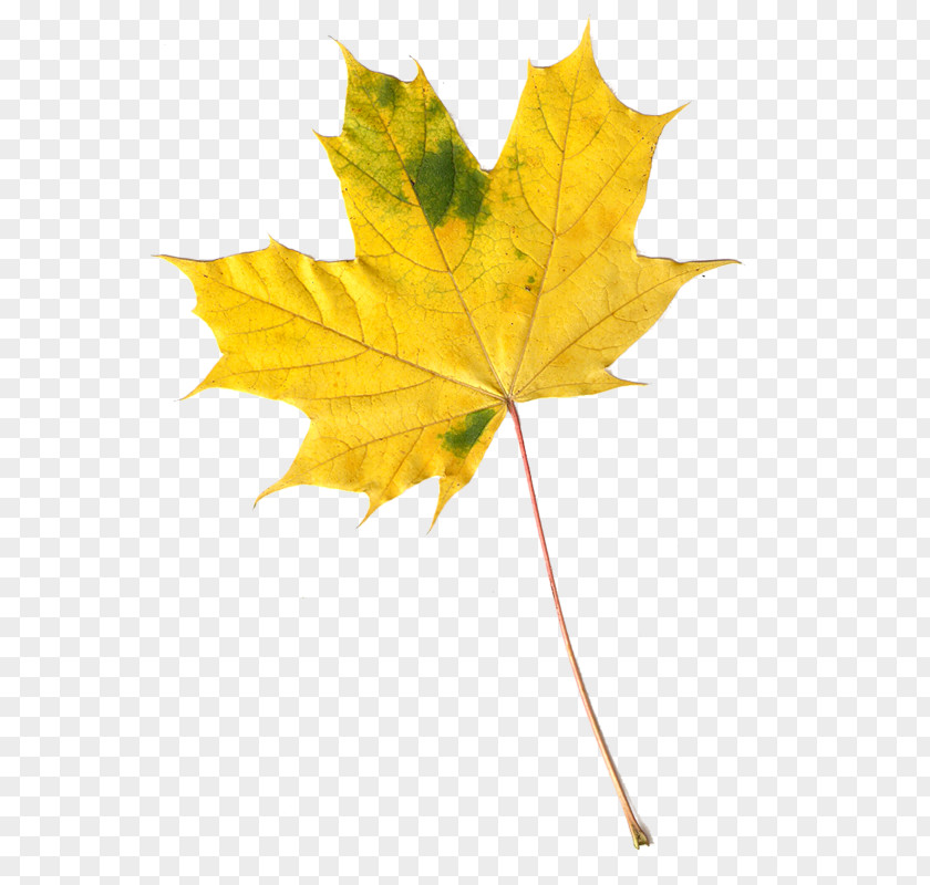 Leaf Maple Autumn Leaves Image PNG
