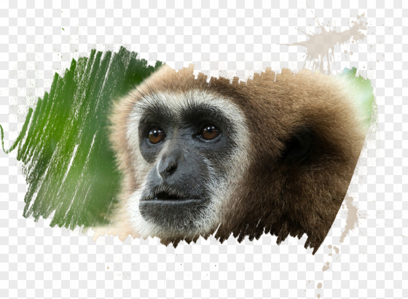 Meet Primate Mandrill Hainan Black Crested Gibbon Yellow-cheeked Macaque PNG