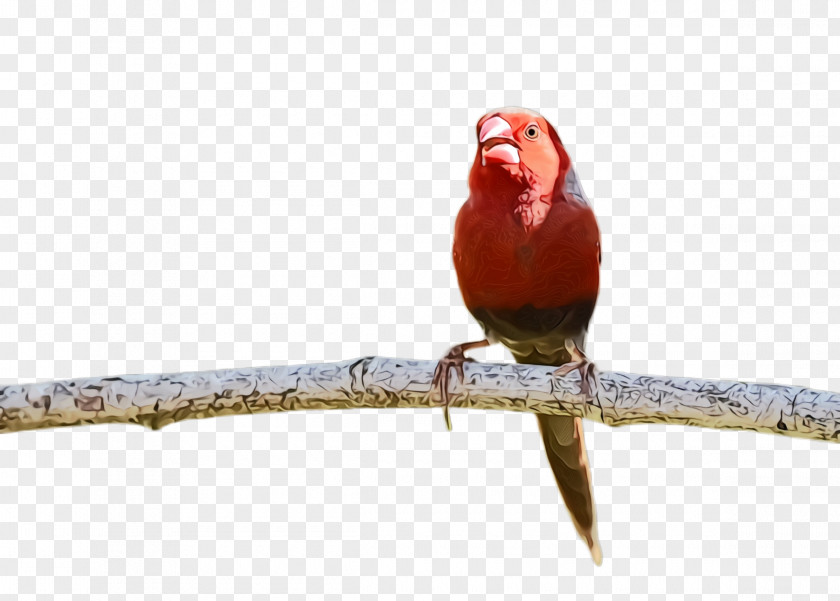 Parrot Finch Watercolor Cartoon PNG