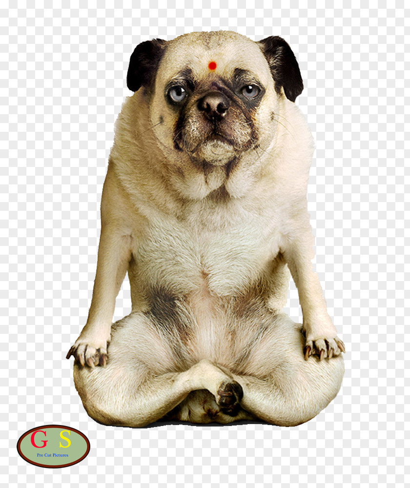 Puppy Yoga Dogs Doga Pug PNG