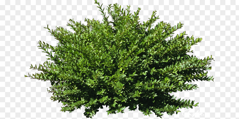 Tree Shrub Stock Photography PNG