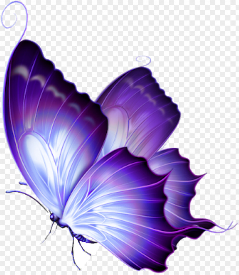 Butterfly Clip Art Image Purple PNG