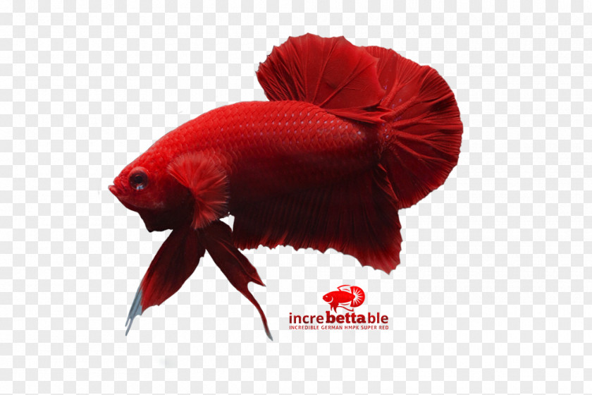 Fish Siamese Fighting Red Yellow PNG