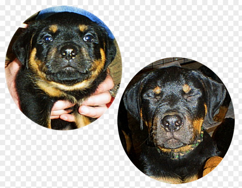 Luminous Words Rottweiler Puppy Dog Breed Snout PNG