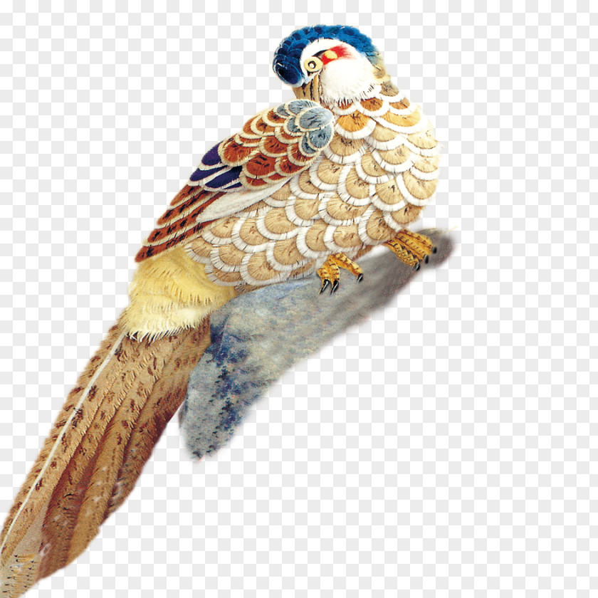 Mandarin Duck Bird PNG