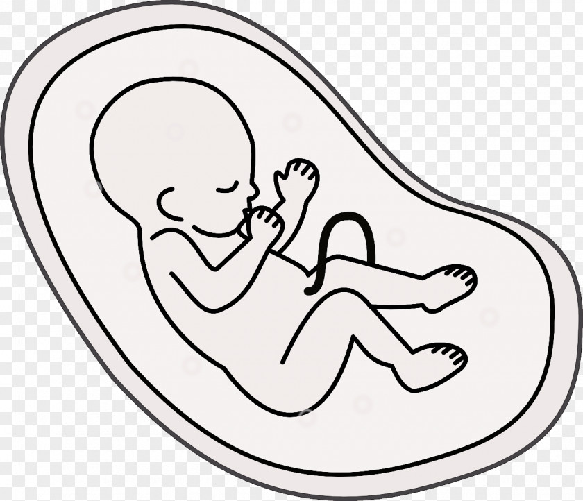Pregnancy Embryo Fetus Cartoon PNG