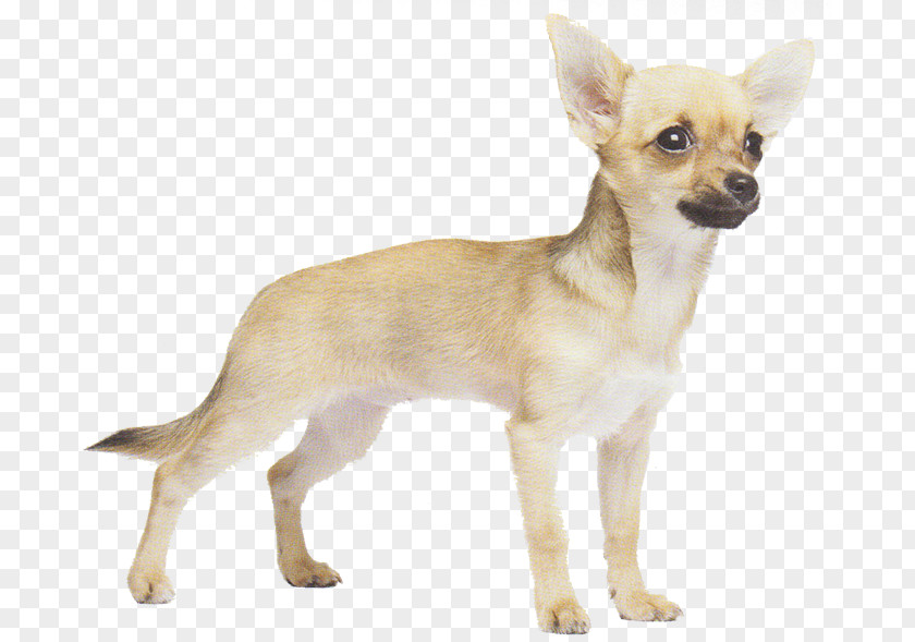 Puppy Corgi-Chihuahua Russkiy Toy Dog Breed PNG