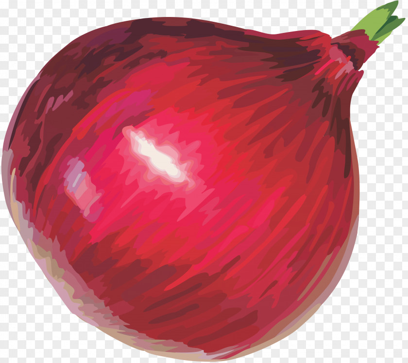 Red Onion Image Afghan Cuisine Clip Art PNG