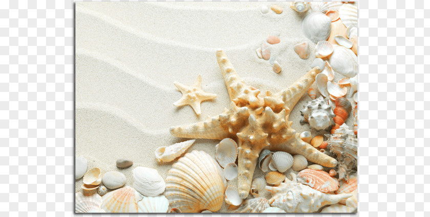 Seashell Starfish Beach Desktop Wallpaper PNG
