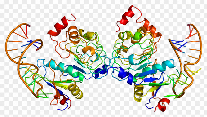 SNRPB2 Ribonucleoprotein SNRPA1 Gene PNG