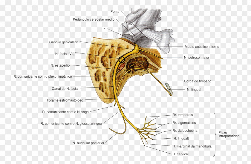 Superficial Temporal Nerve Facial Cranial Nerves Oculomotor Abducens PNG