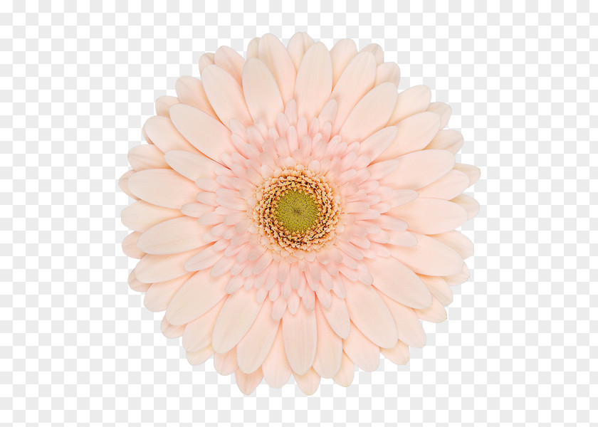 Touch Typing Transvaal Daisy Chrysanthemum Cut Flowers Petal PNG