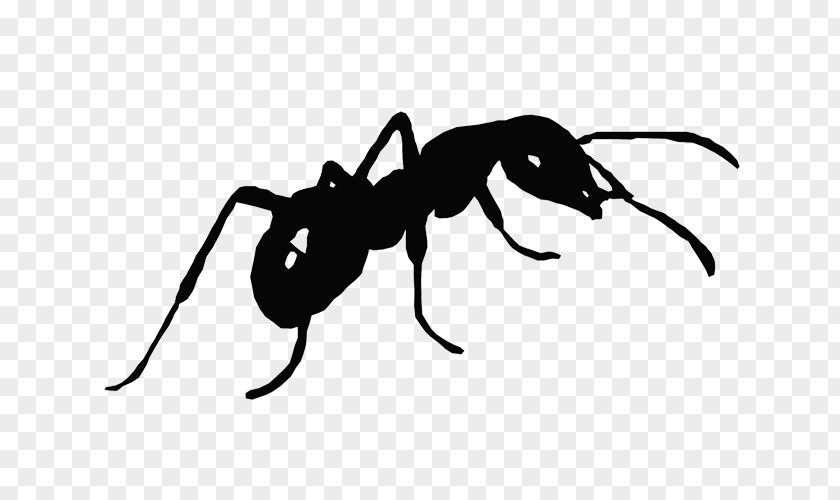 Ant Art Voluntary Association Erev Rav Clip PNG