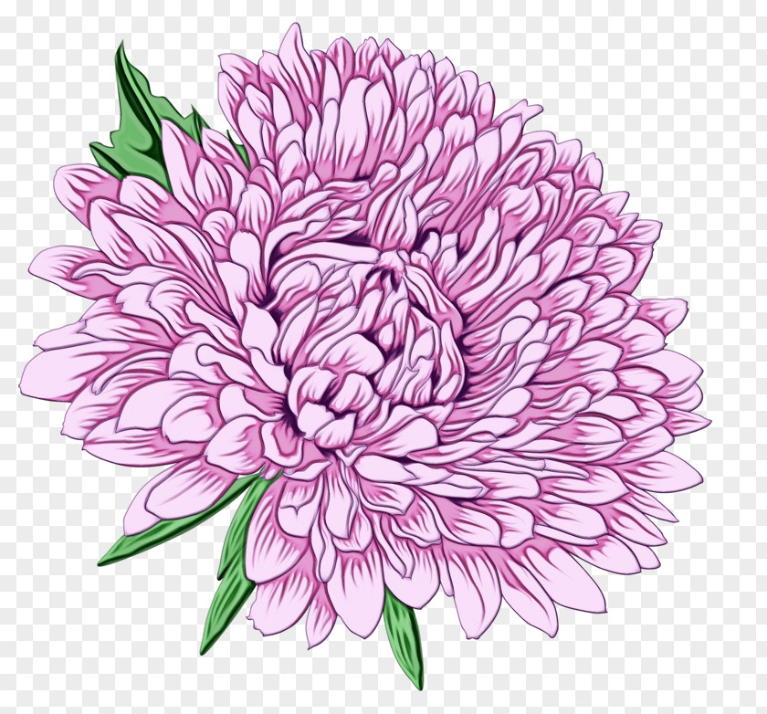 Dahlia Chrysanthemum Floral Design Cut Flowers PNG