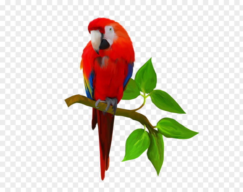 Parrot Macaw Bird Foxtail Millet Taobao PNG