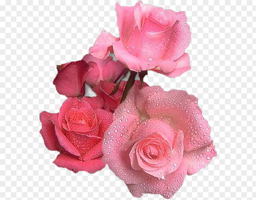 Garden Roses Pink Flower Birthday PNG