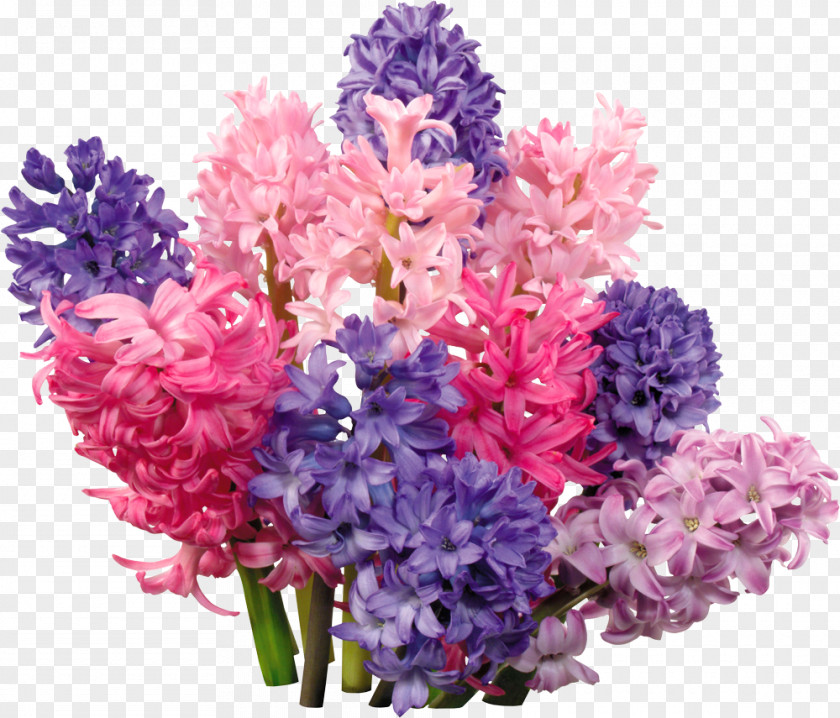 Lilacs Vector Hyacinth Flower Clip Art PNG