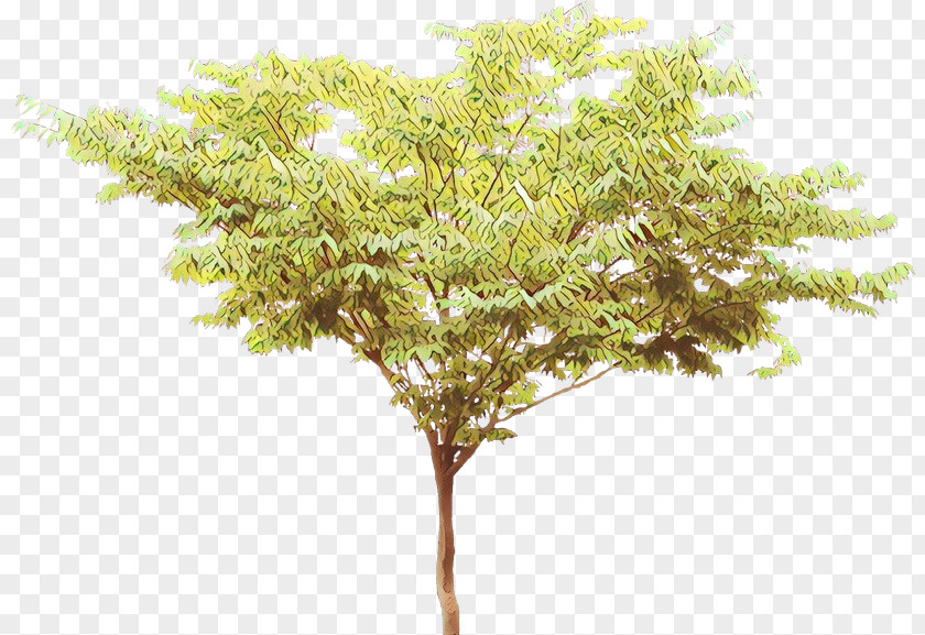 Plant Stem American Larch Tree Plan PNG