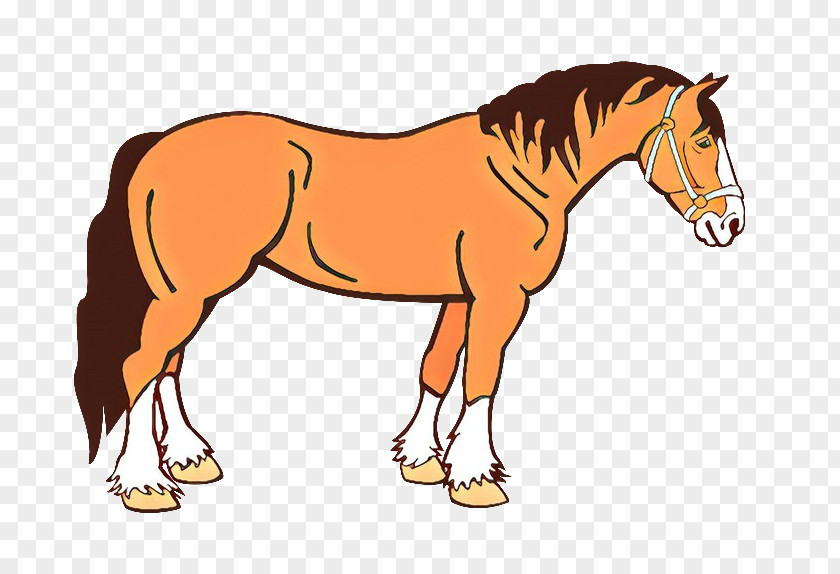 Tail Drawing Horse Cartoon PNG