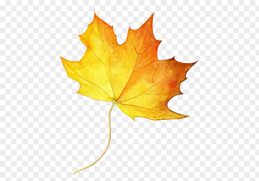 Watercolor Leaves Drawing Maple Leaf Autumn Color Colored Pencil PNG