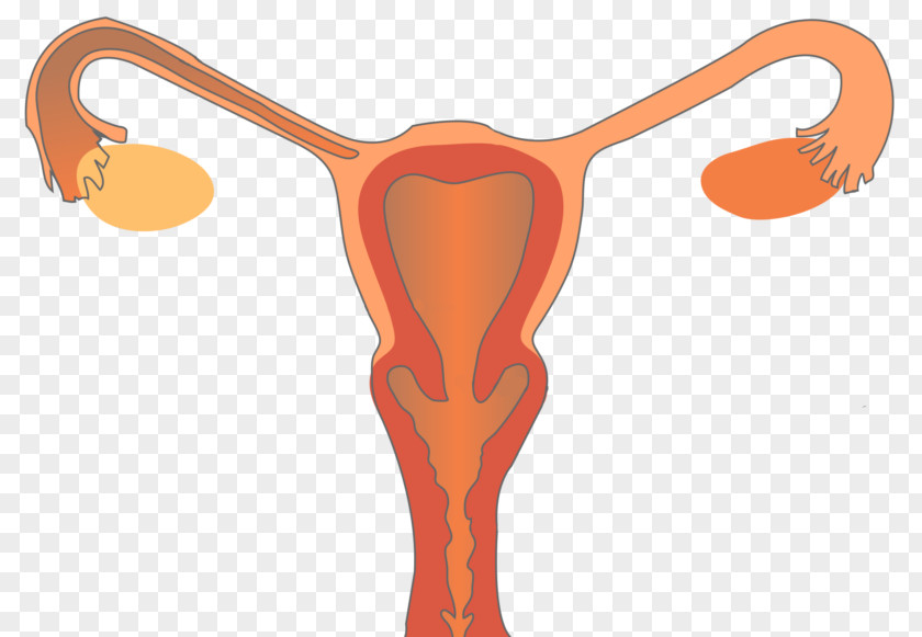 Woman Female Reproductive System Health PNG