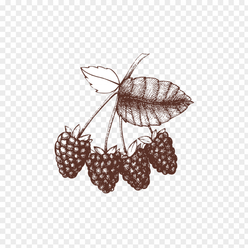 A Bunch Of Raspberries Raspberry Illustration PNG