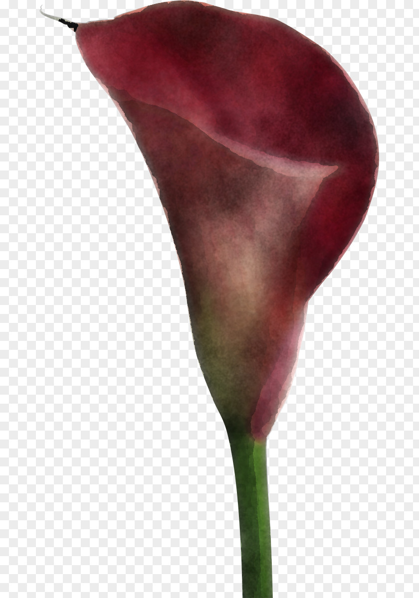 Arum Flower Giant White Lily Plant Anthurium PNG