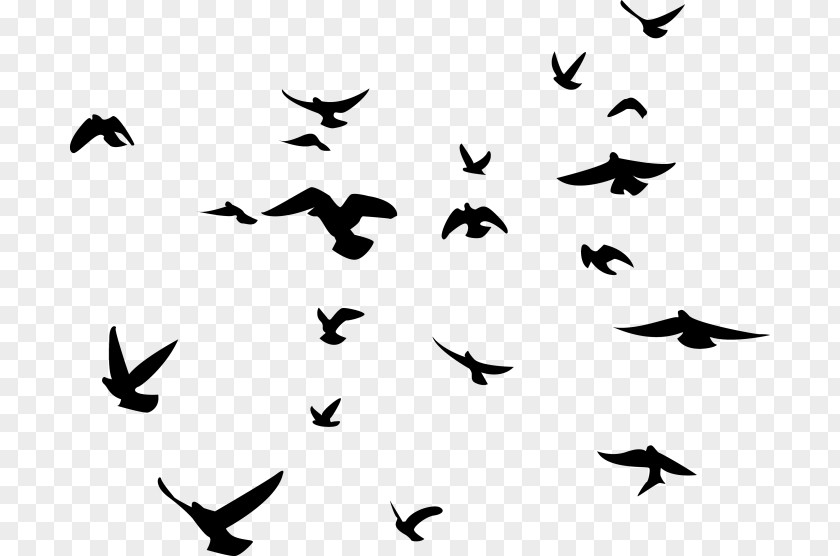 Bird Silhouette American Crow Flock Clip Art PNG