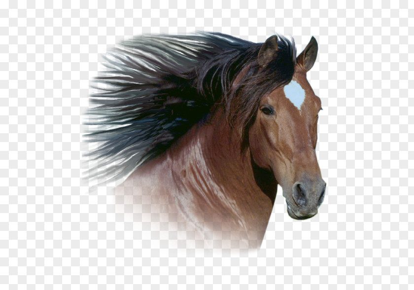 Desktop Wallpaper Thoroughbred Australian Stock Horse Gallop Stallion PNG