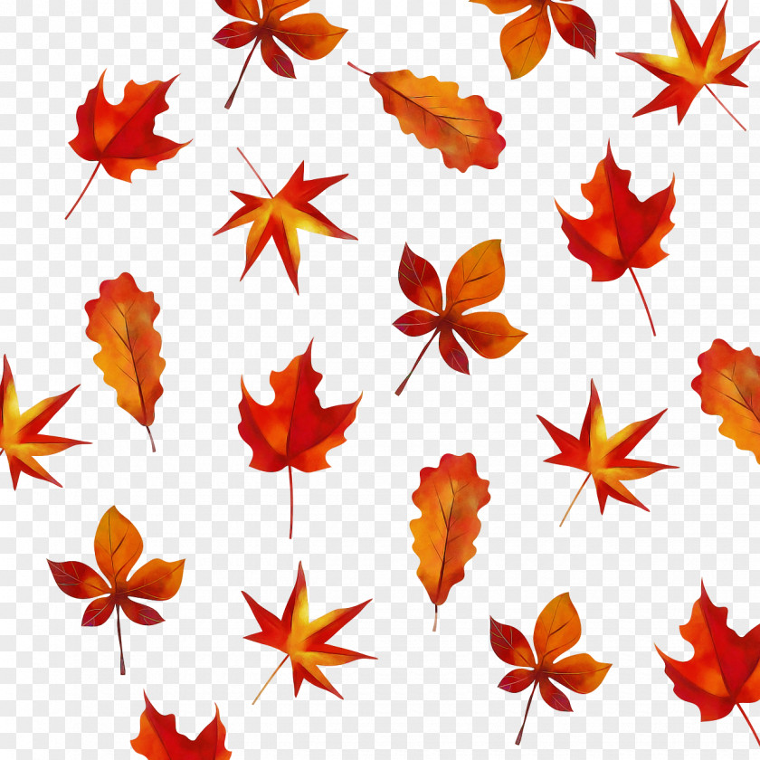 Leaf Flower Petal Maple / M Tree PNG