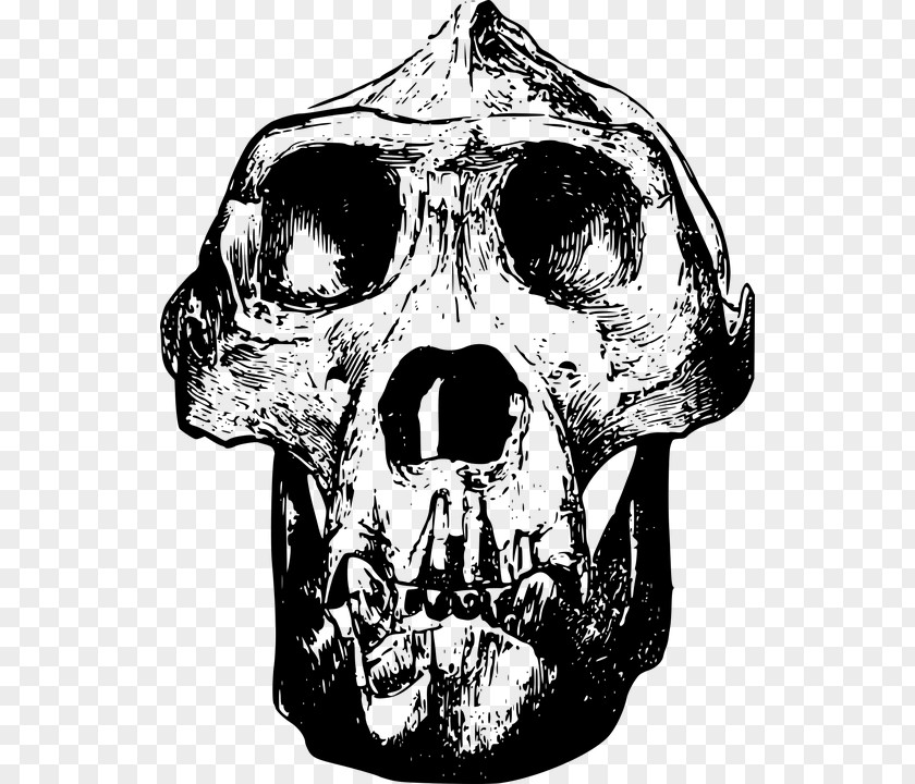 Simple Black Gorilla Animal Bones Skull Clip Art PNG