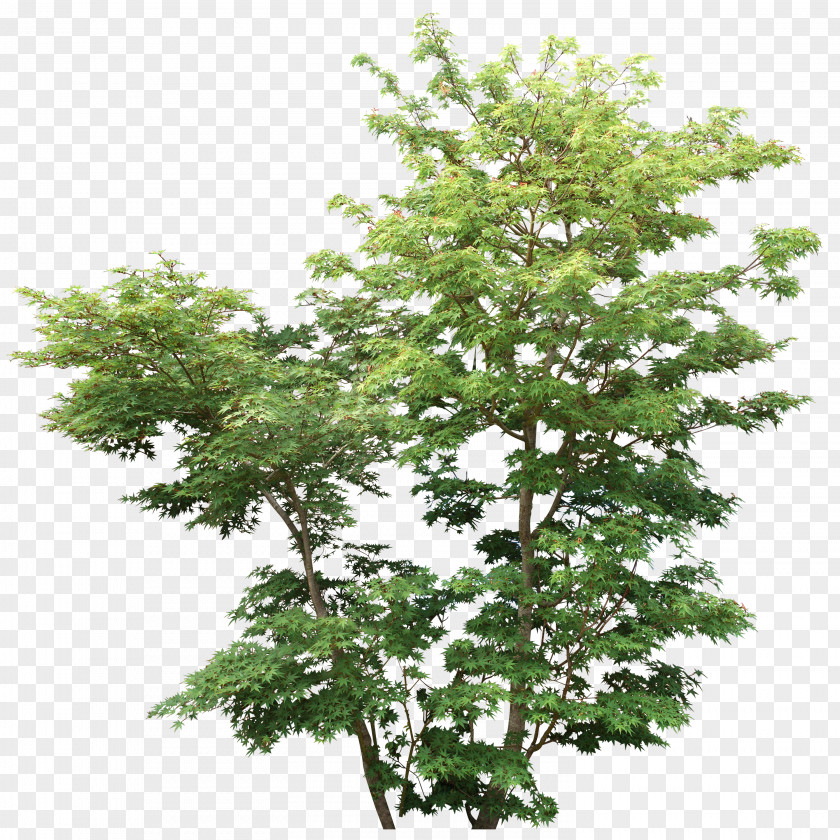 Bushes Tree Shrub Rendering Plant Branch PNG