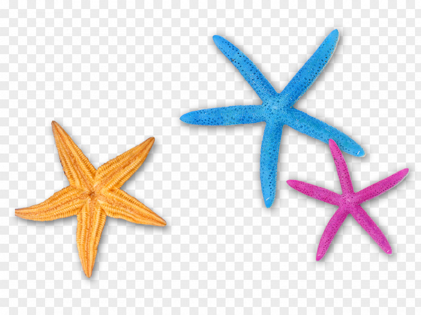Colored Starfish Color Blue PNG