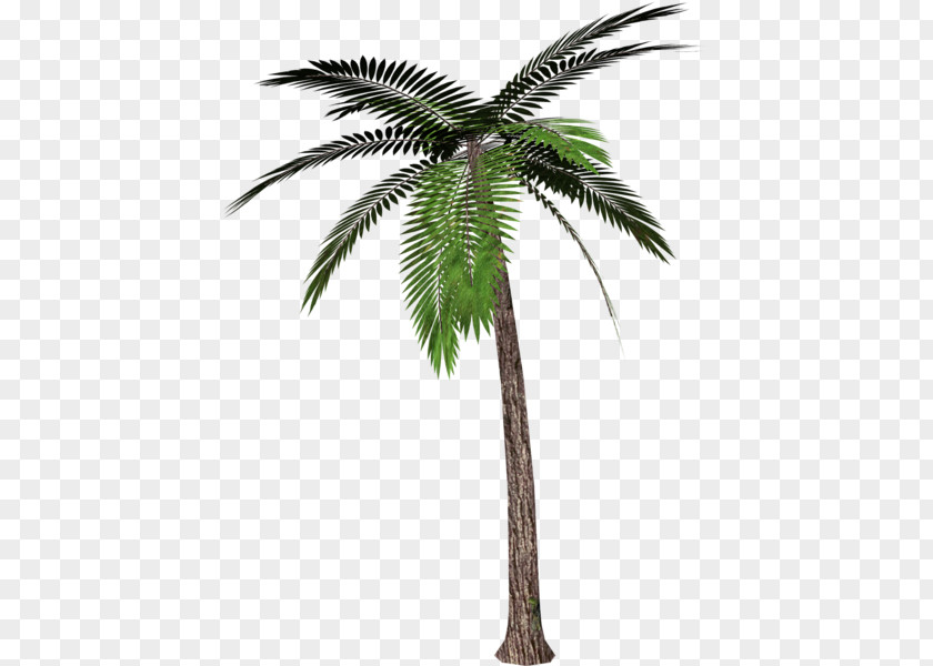 Tree Arecaceae Clip Art PNG