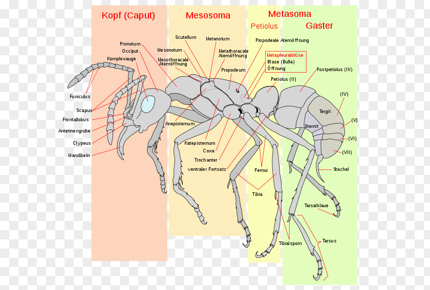 Insect Red Imported Fire Ant Anatomy Gaster PNG