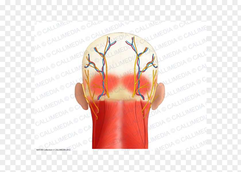 Superficial Temporal Nerve Muscle Head Anatomy Posterior Triangle Of The Neck PNG