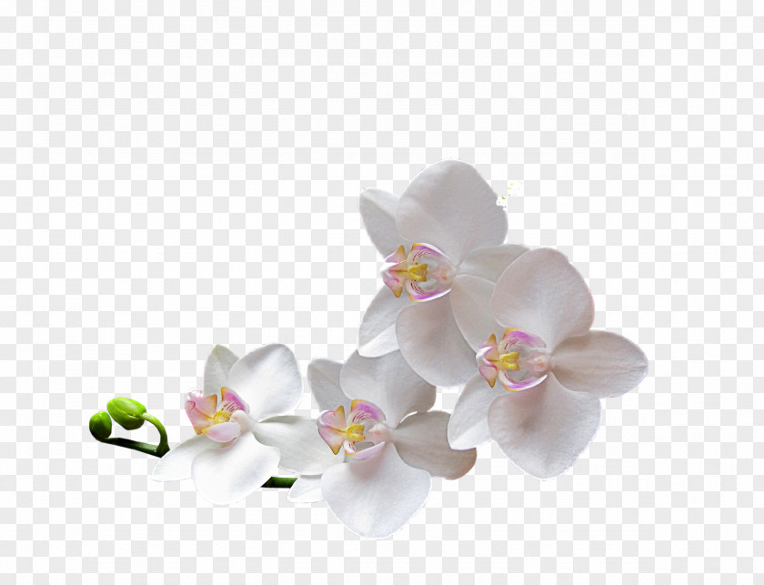 Flower Clip Art Orchids Image PNG