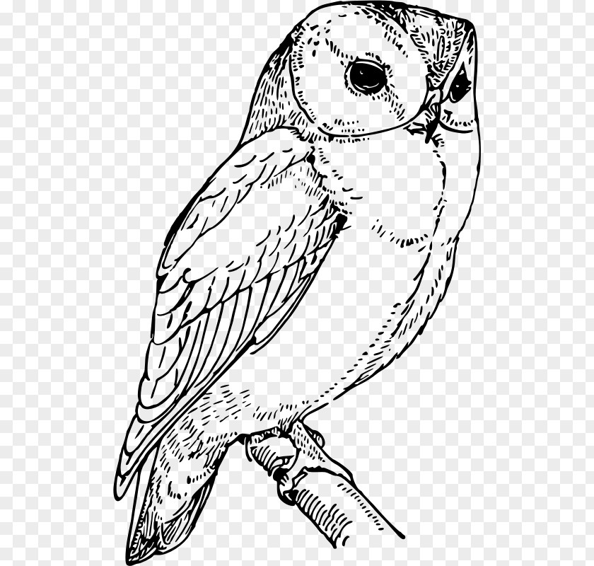 Owl Barn Drawing Coloring Book Clip Art PNG