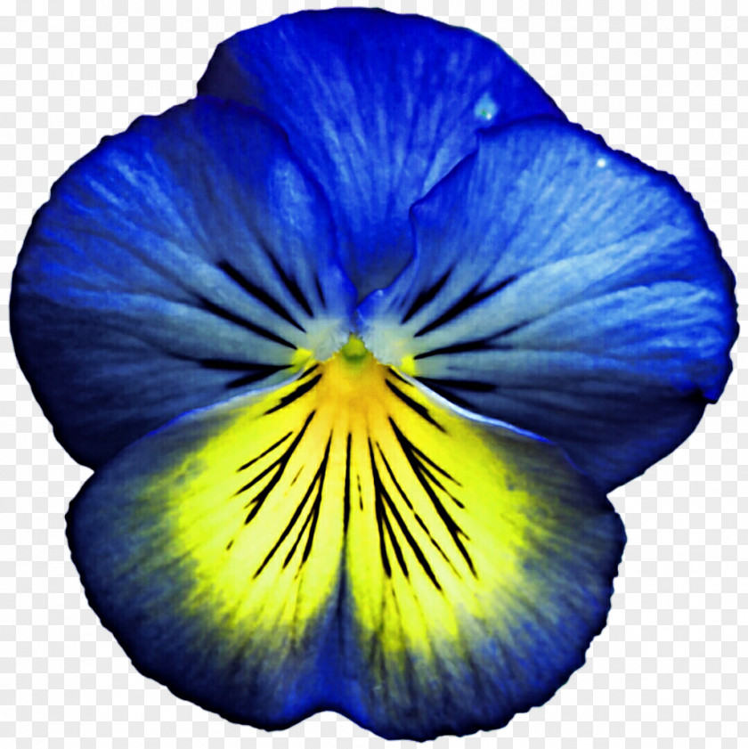 Pansy Flower Violet Blue Yellow PNG