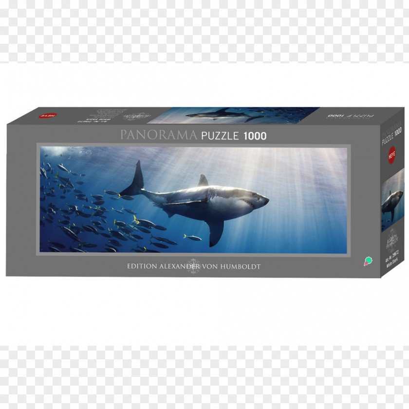 Shark Jigsaw Puzzles Great White Humboldt University Of Berlin PNG