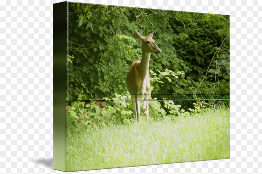 Giraffe Nature Reserve Deer Flora Fauna PNG