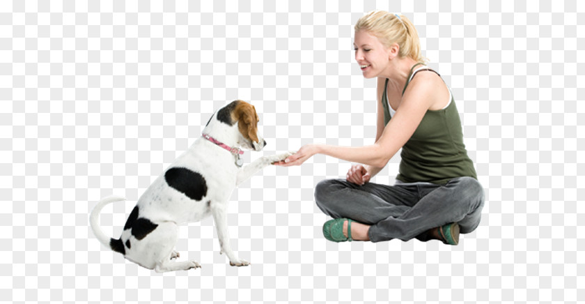 Health Beauty Puppy Beagle Dachshund Pet Sitting Dog Training PNG