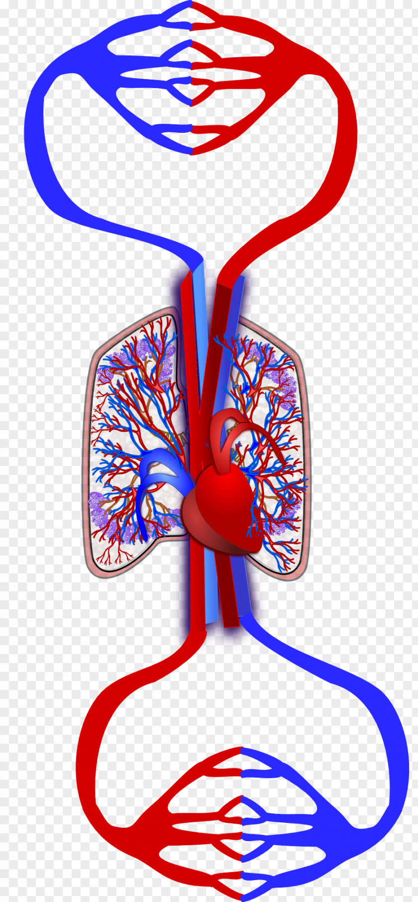 Pulmonary Circulation Heart Tree Of Life Organism PNG