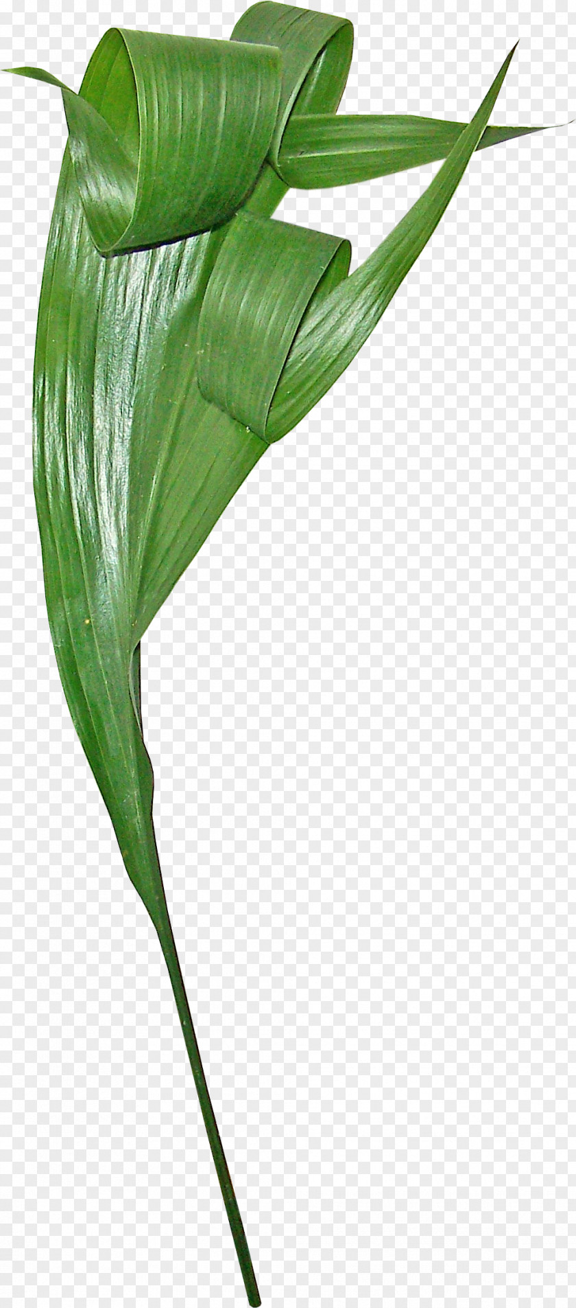 Rolled Bamboo Leaves Gratis Euclidean Vector Leaf PNG