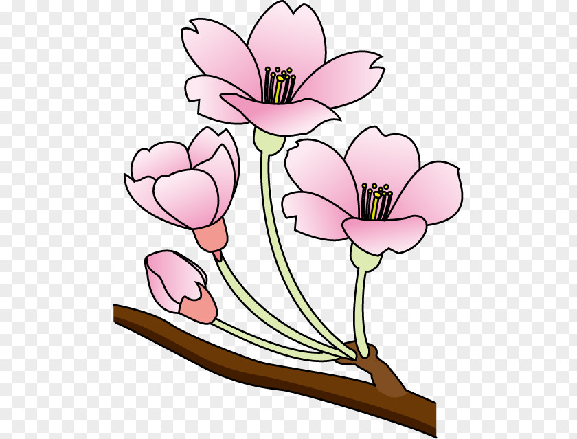 Cherry Blossoms Clipart Floral Design Blossom Clip Art PNG