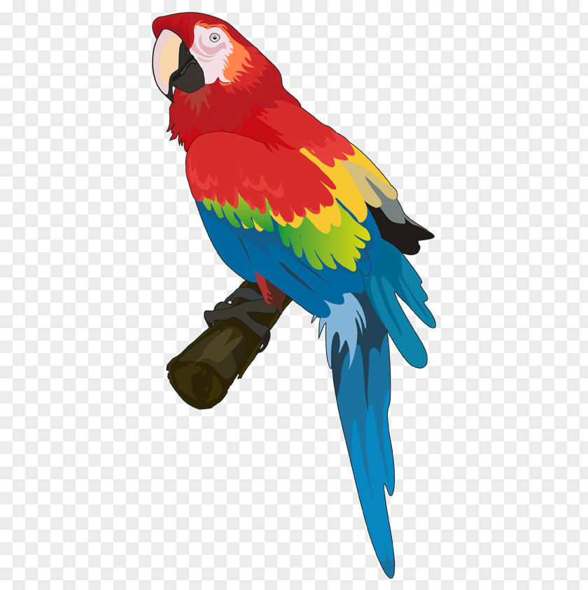 Hotel Budgerigar Parrots Bird PNG