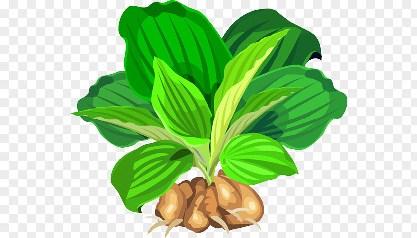 Plant Leaf Vegetable Natural Foods Tree Fruit PNG