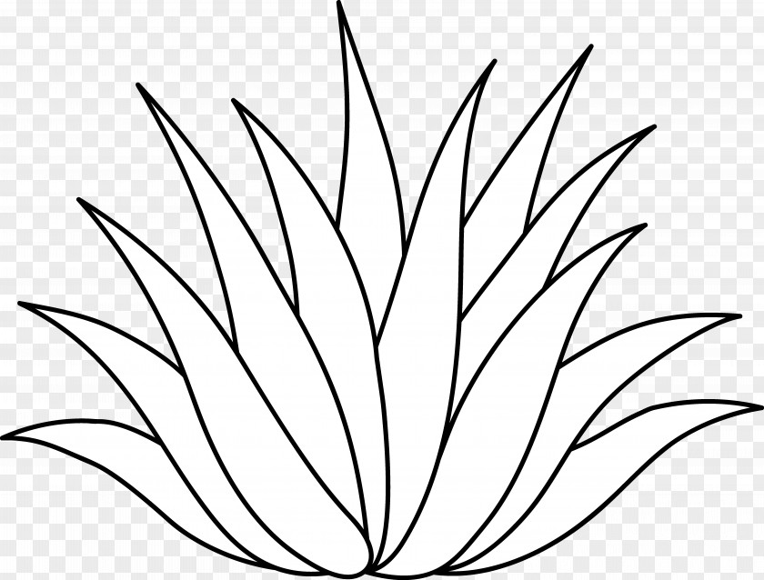 Plant Science Cliparts Centuryplant Agave Azul Aloe Vera Drawing Clip Art PNG