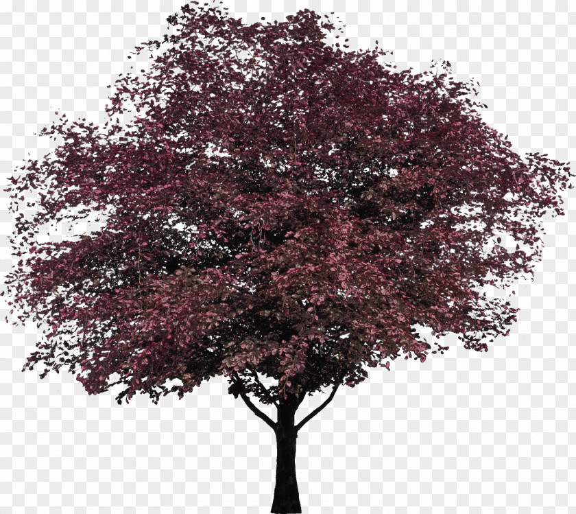 Tree Woody Plant High-definition Television European Beech PNG